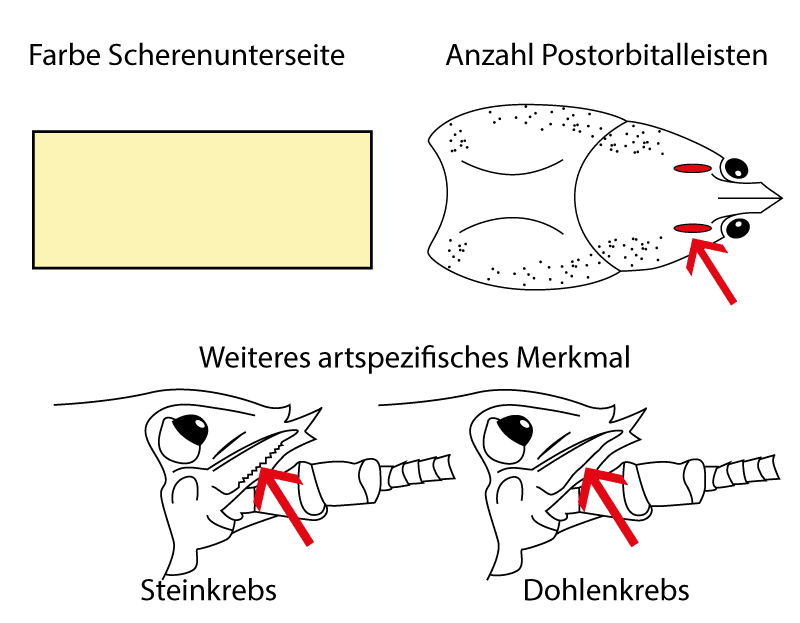 crevisse des torrents (Austropotamobius torrentium)