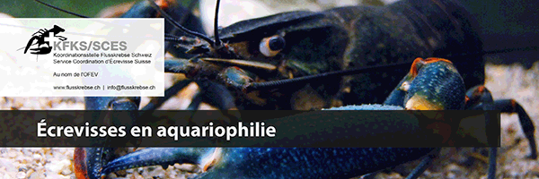 Aide-mémoire écrevisses en aquariophilie